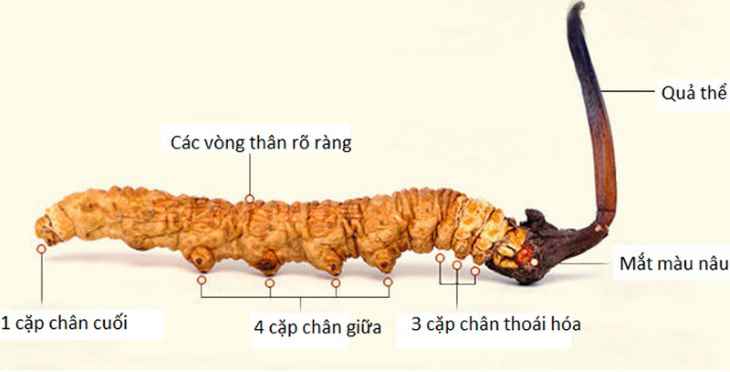 Hình ảnh bên ngoài của đông trùng hạ thảo rất giống với hình một con sâu