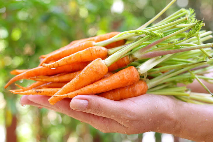 Cách chữa yếu sinh lí tại nhà với cà rốt cho hiệu quả tích cực
