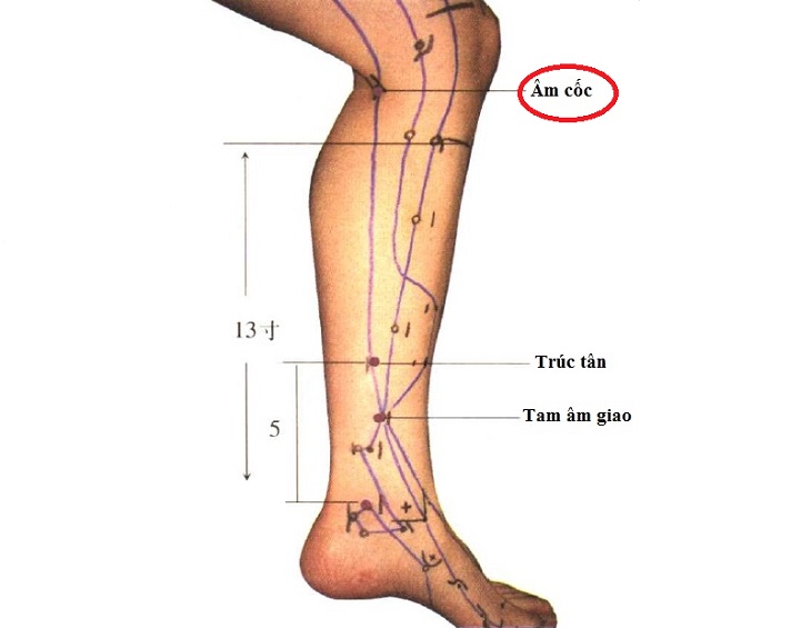 Huyệt nằm tại sâu cầu trong xương chày, giữa gân lớn và gân nhỏ