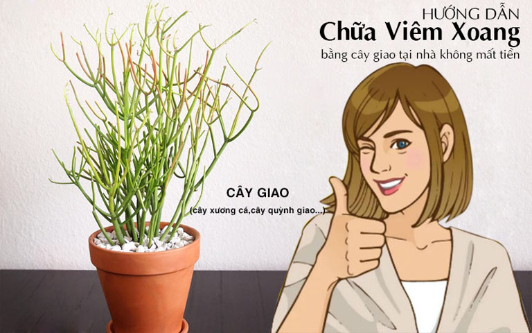 Chữa viêm xoang bằng cây giao là mẹo dân gian vẫn được nhiều người áp dụng