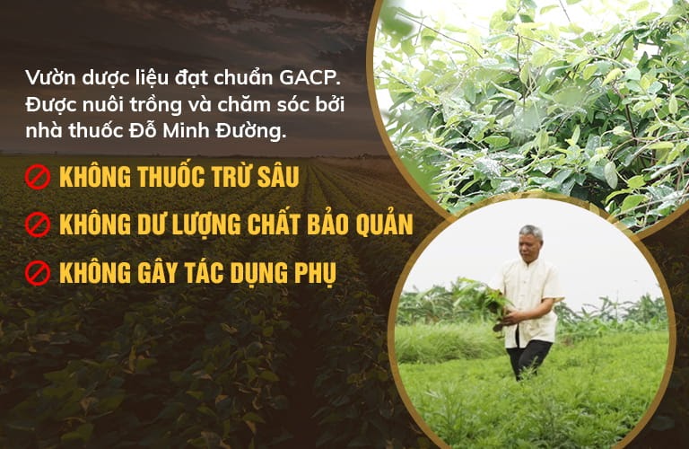 Vườn dược liệu sạch, chuẩn GACP-WHO của Đỗ Minh Đường